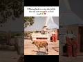 The harsh reality of our society... 🥲💔 #cowlover #gaumata #realitycheck