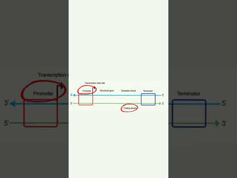 Transcription Unit |