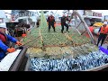 Net Fishing On The Big Boat, Catching and Producing Hundreds of Tons Fish Frozen At Sea