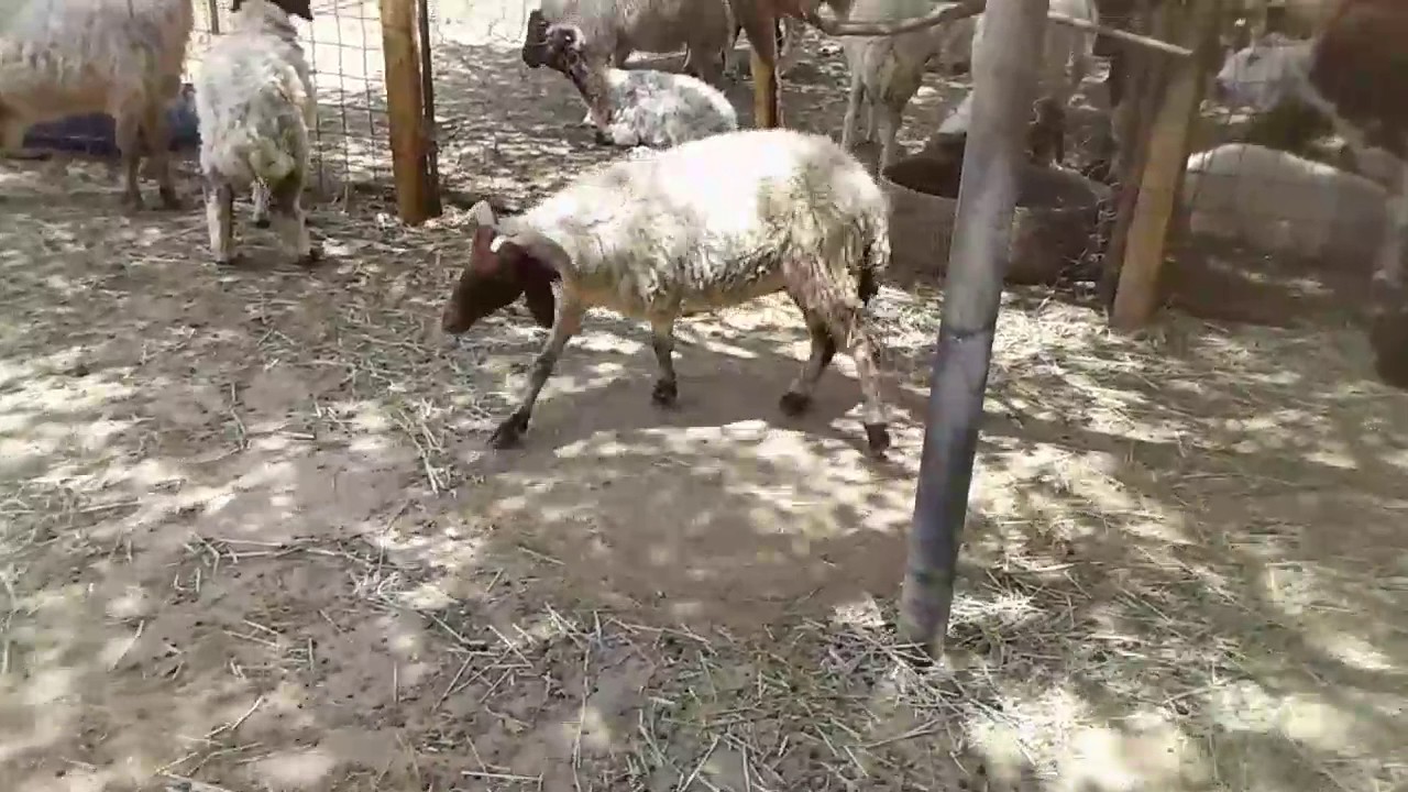 photo Listeria Treatment In Sheep listeriosis sheep youtube