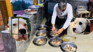 KÖPEKLERİME FIRINDA KÖFTE TAVUK ZİYAFETİ YAPTIM