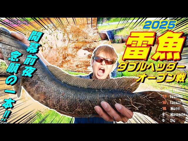 魚です❣️0605 新潟雷魚☆2025開幕!逃亡中の雷魚が必ず元の場所に戻ってくる