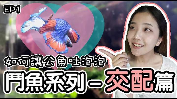 如何讓鬥魚成功繁殖－讓泰國繁殖場來教你｜betta fish breeding(CC) - 天天要聞