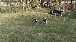 Tango's English Springer Spaniel