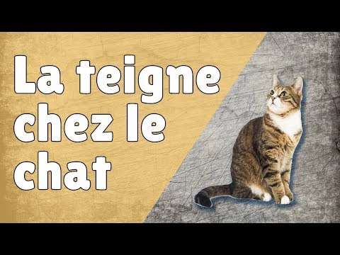 teigne chez le chat :  Traitement, Causes, Contagion, Symptômes