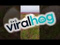 Polar Bears Stroll Through Fields of Wildflowers || ViralHog