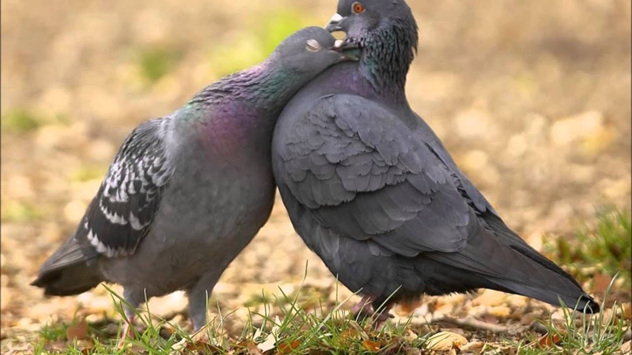 da janat marghay kamtaray (Ghani Khan) دَ جنت مرغئ کمترے ـ غنی خان