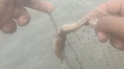 Tập 14 | giăng lưới cá đồng mùa nước nổi dính cá thấy mà mê @GócnhỏQuêTui