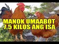 Manok sa isang farm sa Laguna, umaabot sa bigat na 7.5 kilos