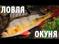 Рыбалка на озере в Карелии, видео ловли окуня на блесну