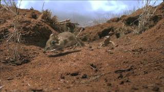 映画『ライフ －いのちをつなぐ物語－』の全て