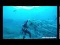 Hand feeding a nurse shark fiji rare shot