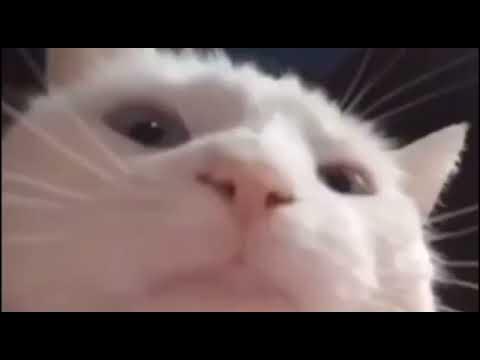 кот качает головой под музыку - YouTube