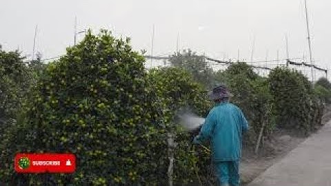 Cây Quất to nhất và cách chăm sóc cây quất | Sỹ Nguyễn official #câyquất #quấtcảnh #quấttết #quất