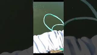 Surprise fish in my new cast net