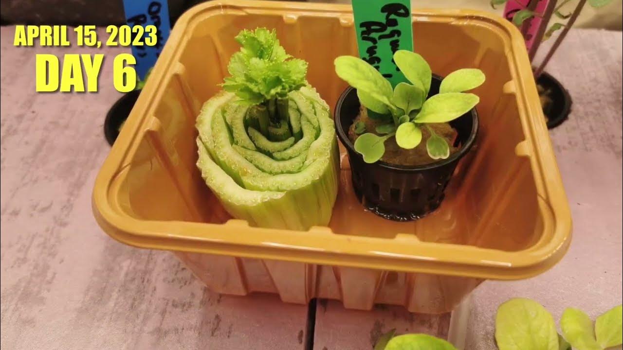 How To Regrow Celery Hydroponically In Water Is Easy Grow Home Grown