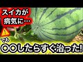 スイカ病気のサイン⚠️コレしただけで農薬なしで簡単に治った！
