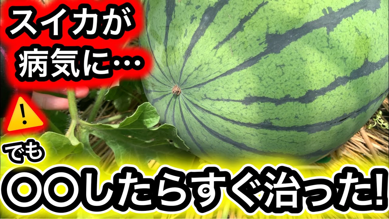 スイカ病気のサイン⚠️コレしただけで農薬なしで簡単に治った！