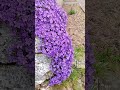 Voici ce qui pousse devant chez moi des fleurs violette