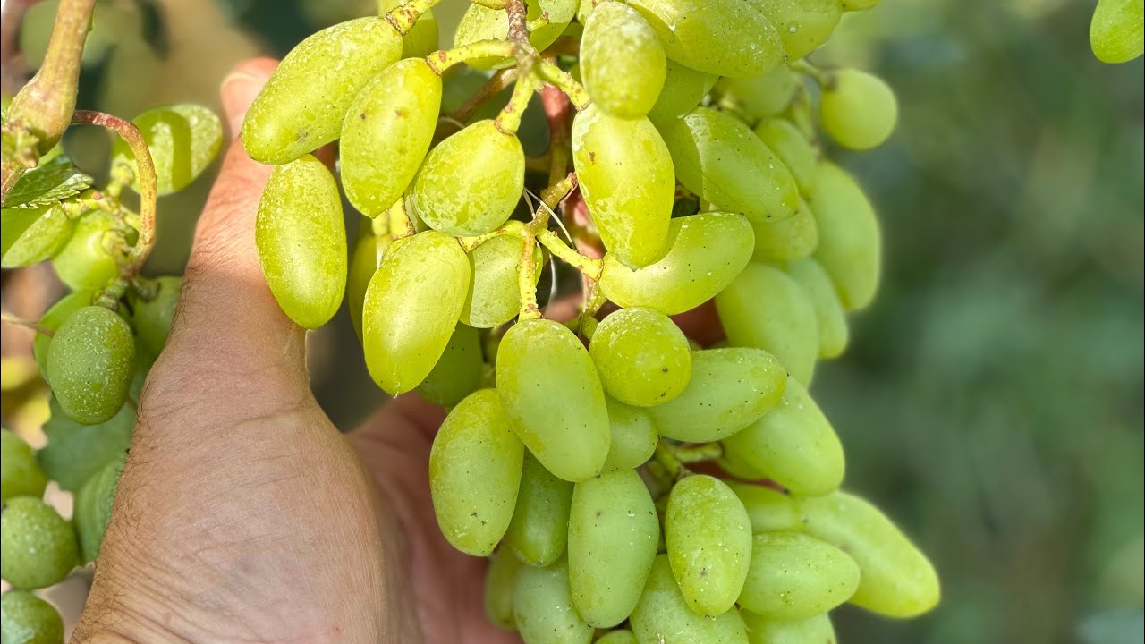Struguri de masă , câteva soiuri timpurii aproape de coacere .