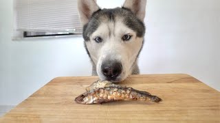 Husky Vs The Crunchiest Fish Ever Asmr!