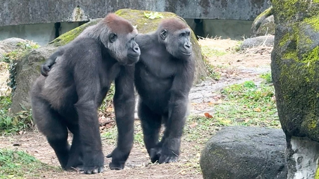 Tayari會乾草舉高高再天女散花Tayari's new playful way