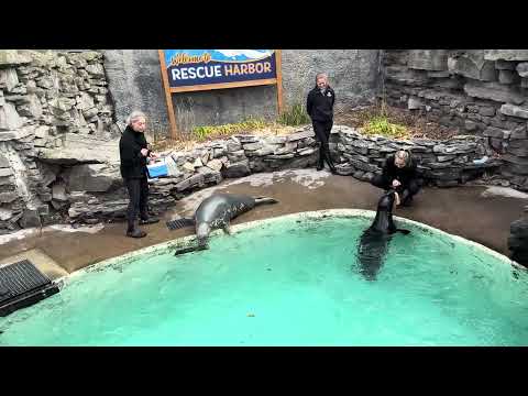 Sea lion feeding