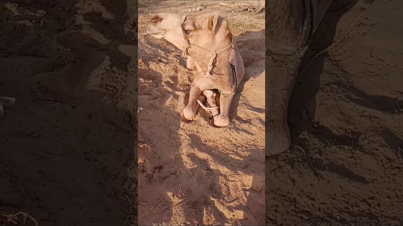 لِماذا يَنظُرُ الجَمَلُ إلى الوَراء؟ لَقَد أَعطى وَضعِيّة جَميلة.