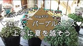 人気の多肉セダム 大粒姫星美人 パープルヘイズ の超簡単な増やし方 010 Youtube