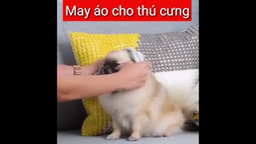 MAY ÁO CHO THÚ CƯNG