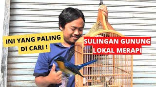 SULINGAN GUNUNG LOKAL MERAPI! #burungkicau #kicaumania #burung #kicau #viral #hewan #birds #vlog