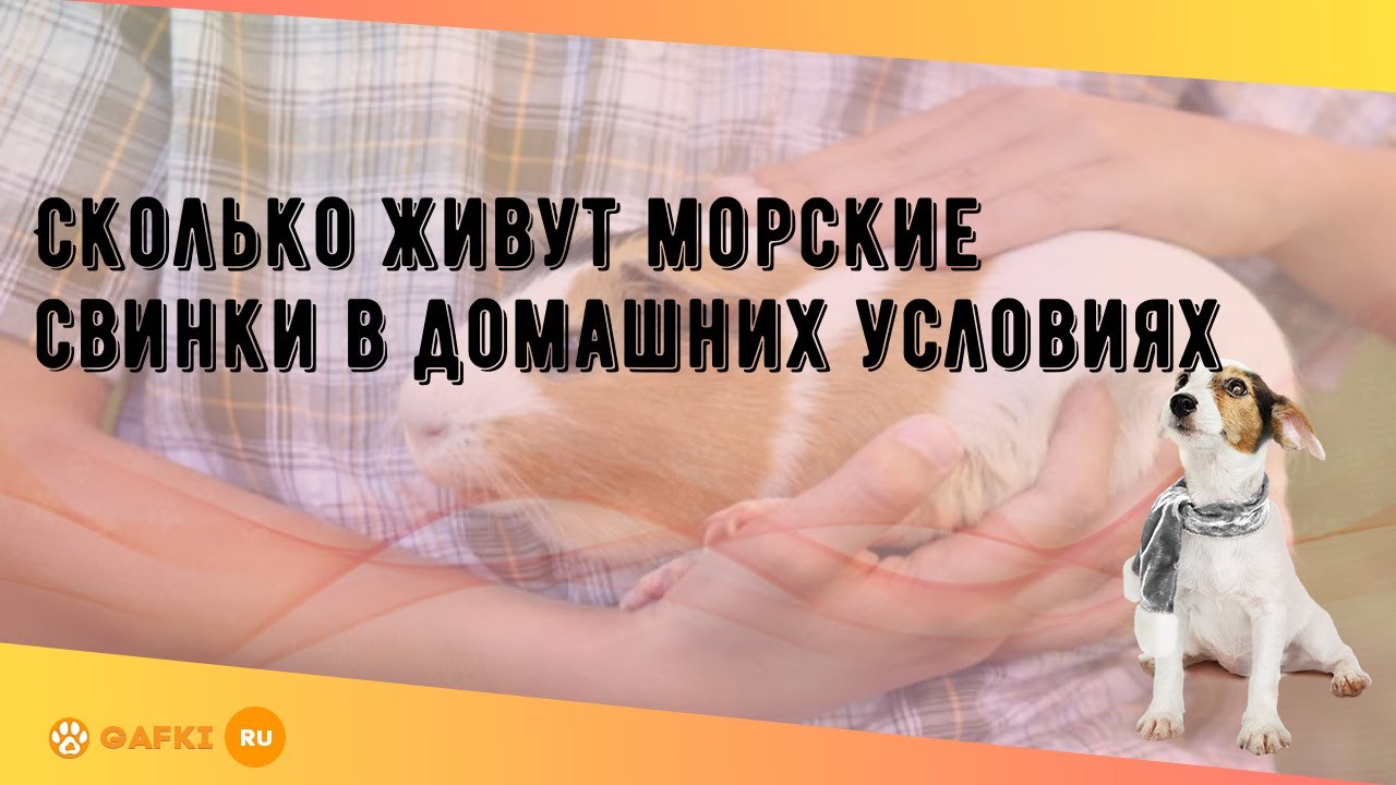 Сколько живут морские свинки в домашних условиях - YouTube