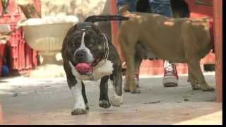 El American Bully  - Patas y Pies