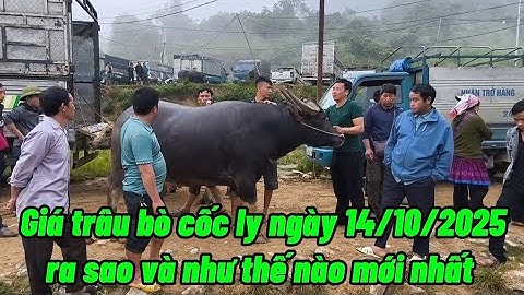 Giá trâu bò cốc ly ngày 14/10/2025 hôm nay ra sao và như thế nào mới nhất 