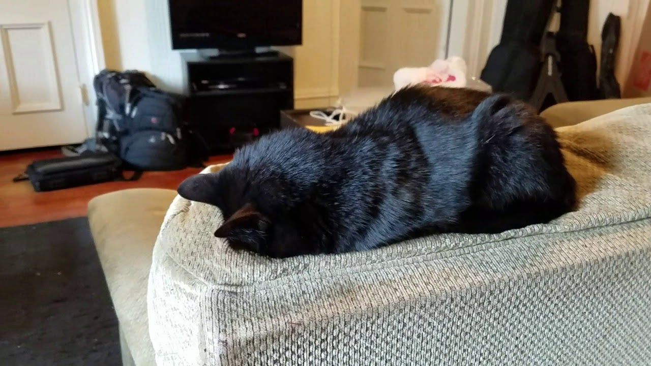 Cat sleeps while faceplanting 