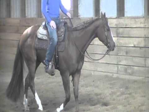 Good Sultry Impulse AQHA 4 year old Gelding