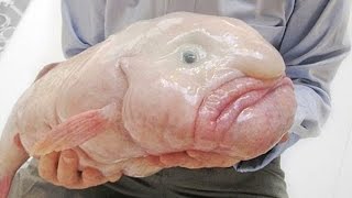 Интересные факты о животных Интересные факты о животных