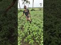 সার বোনার পরে এভাবে ঝেড়ে দিতে হয় #jute #agriculture #shorts