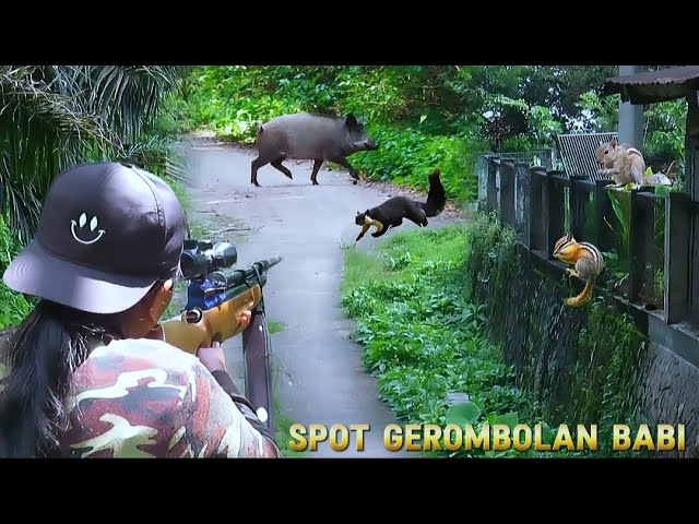 berburu tupai liar pirang √ full hunting points during the day wild boars pass by class=