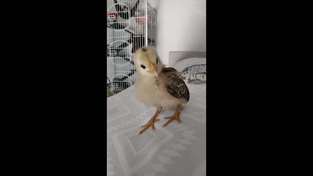 Cri Du Poussin So Cute 