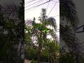 plantsHomegarden#plants  #homegarden #housewifelife#morning #shortsviral#garden#healing #gardening