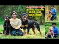 German Shepherd, Labrador, Rottweiler, Golden Retriever || നായ വളർത്തലിലേക്ക് ഇനി ഗപ്പി കപ്പിൾസും