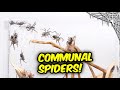 I got true spiders that are truly communal