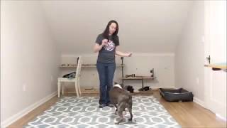 Virtual Trick Challenge Add On: Paws Up + Pivot by SUPERNOVA DOGS 151 views 4 years ago 4 minutes, 58 seconds