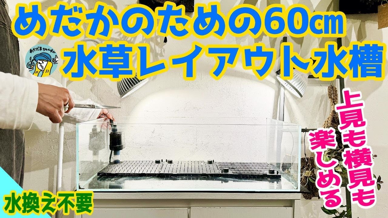 メダカ】めだかのための60センチ水草レイアウト水槽（水換え不要の