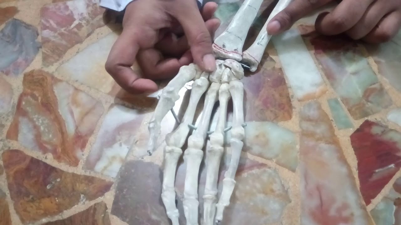 hand articulation with all bones and joints invoved WITH IMP QUESTIONS