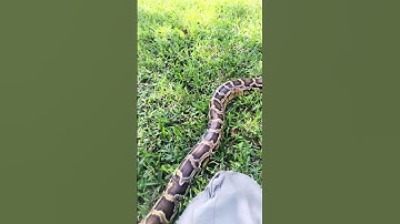 BURMESE Python handling outside #snake #burmesepython #invasivespecies #reptiles