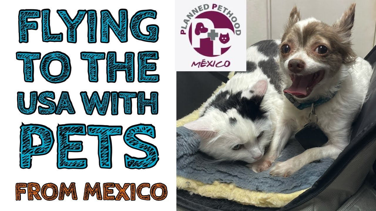 FLYING WITH PETS FROM MEXICO Planned Pethood Life in Merida 