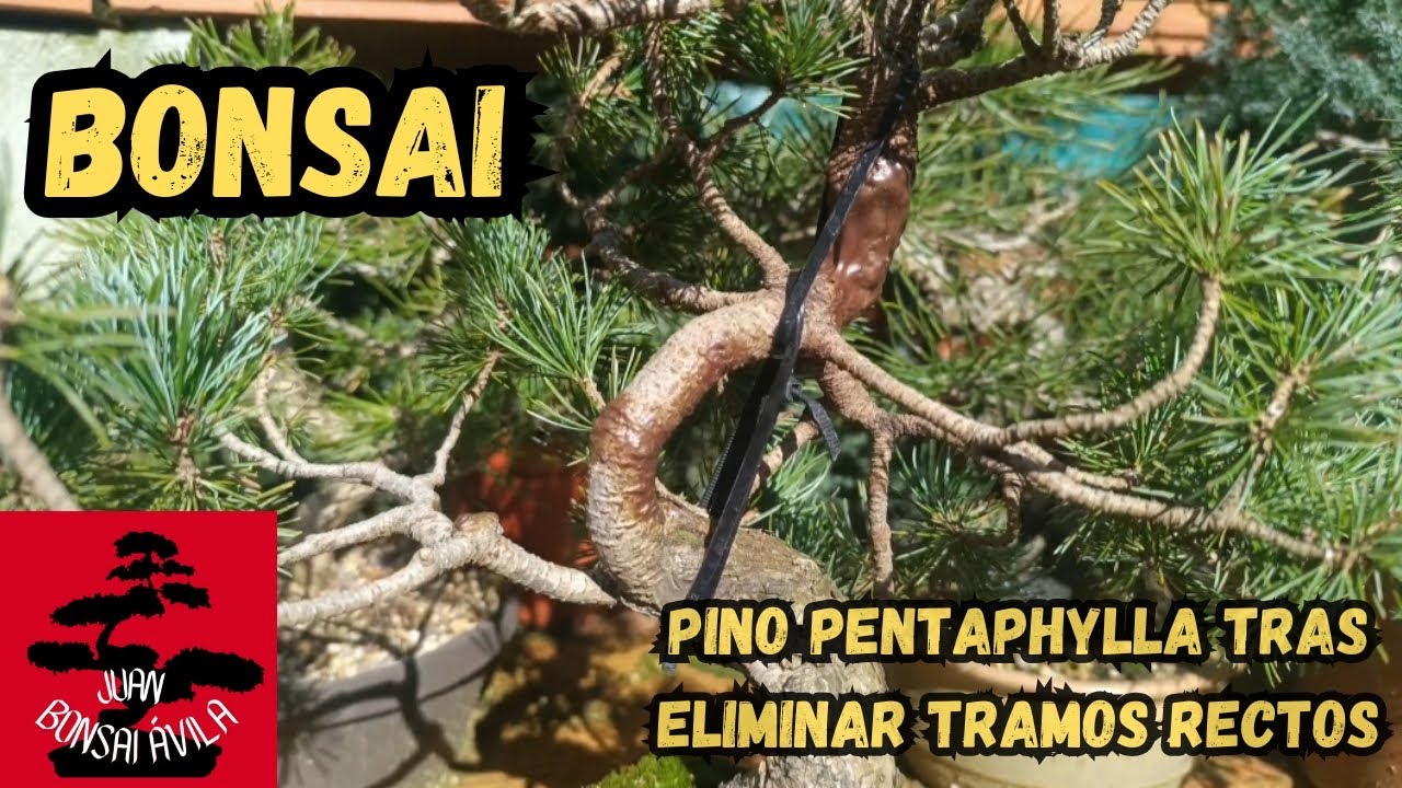 II parte, dar curvas a tramos rectos a pre bonsai de pino pentaphylla #bonsai #bonsaitree