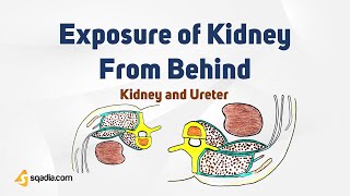 Kidney and Ureter | Urine System Anatomy | Exposure of Kidney From Behind